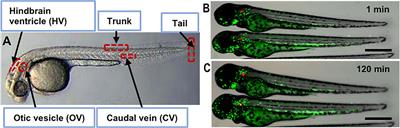 One Size Fits All? Not in In Vivo Modeling of Tuberculosis Chemotherapeutics